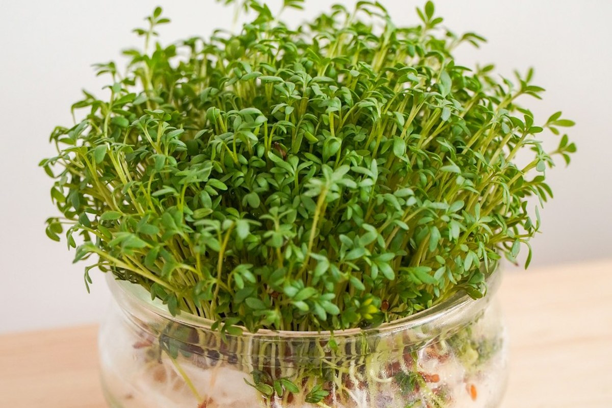 🌿봄철 보약 미나리: 간 해독부터 면역력까지! 효능, 부작용, 보관법 총정리 - 이미지 1