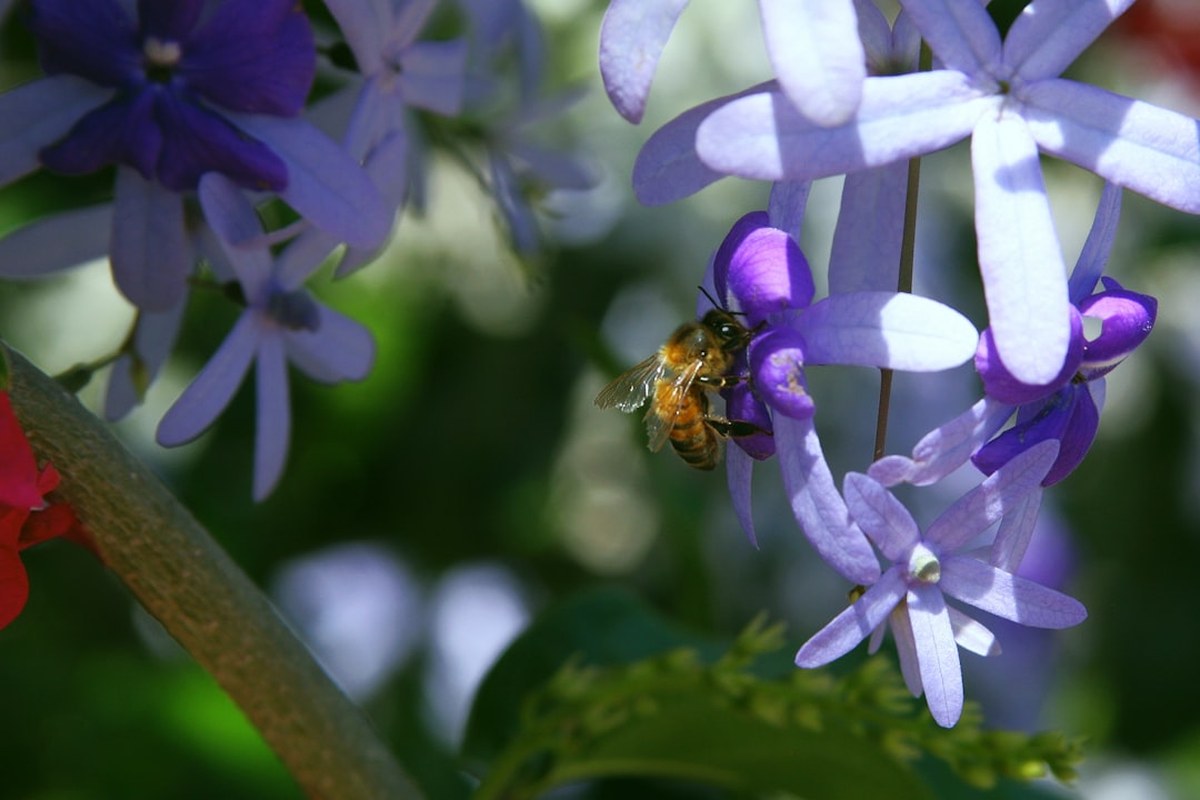 ⚠️ 말벌 쏘임, 생명 위협하는 아나필락시스 쇼크! 증상과 응급처치법 💡 - 이미지 2