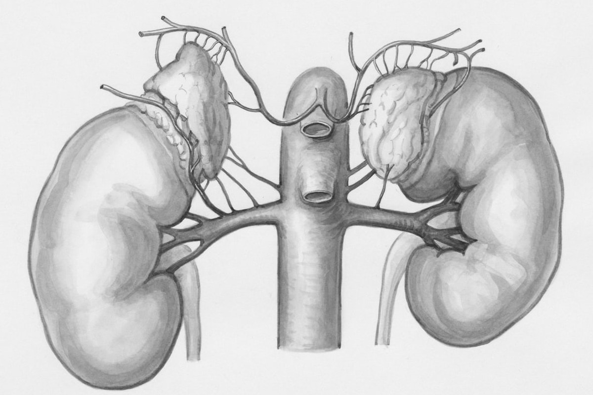 근육이 줄면 콩팥도 위험! 만성신장병 환자를 위한 근육 사수 가이드 💡💊 - 이미지 2