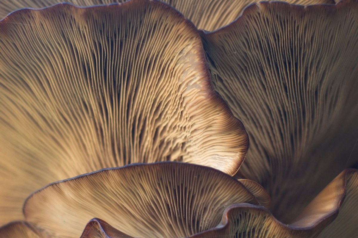 “지방 쌓이는 것 막는다” 꽃처럼 생긴 ‘토종 버섯’의 정체 - 이미지 2