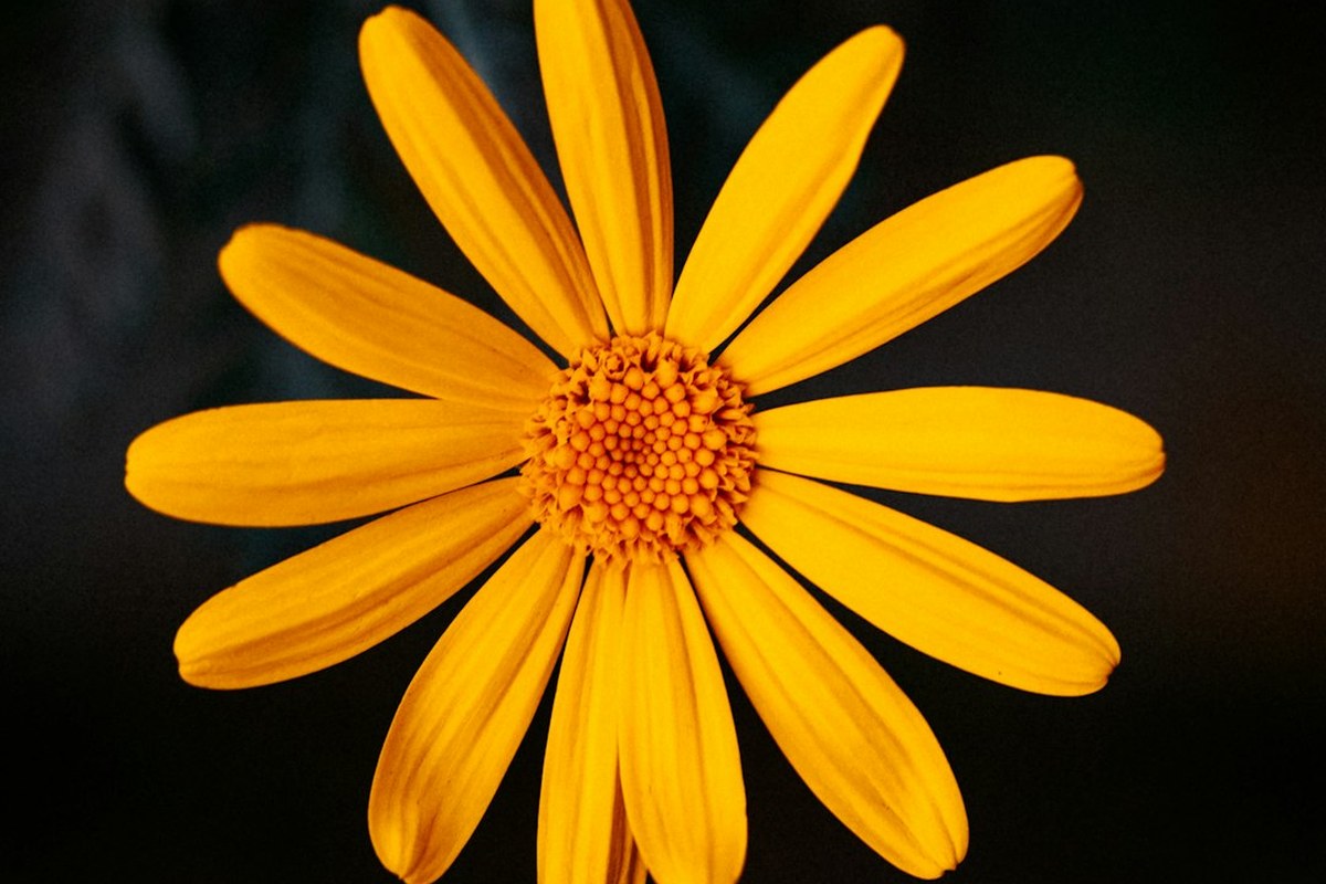 봄동비빔밥 열풍에 식약처도 등판…“잔류농약·중금속 검사한다” - 이미지 3