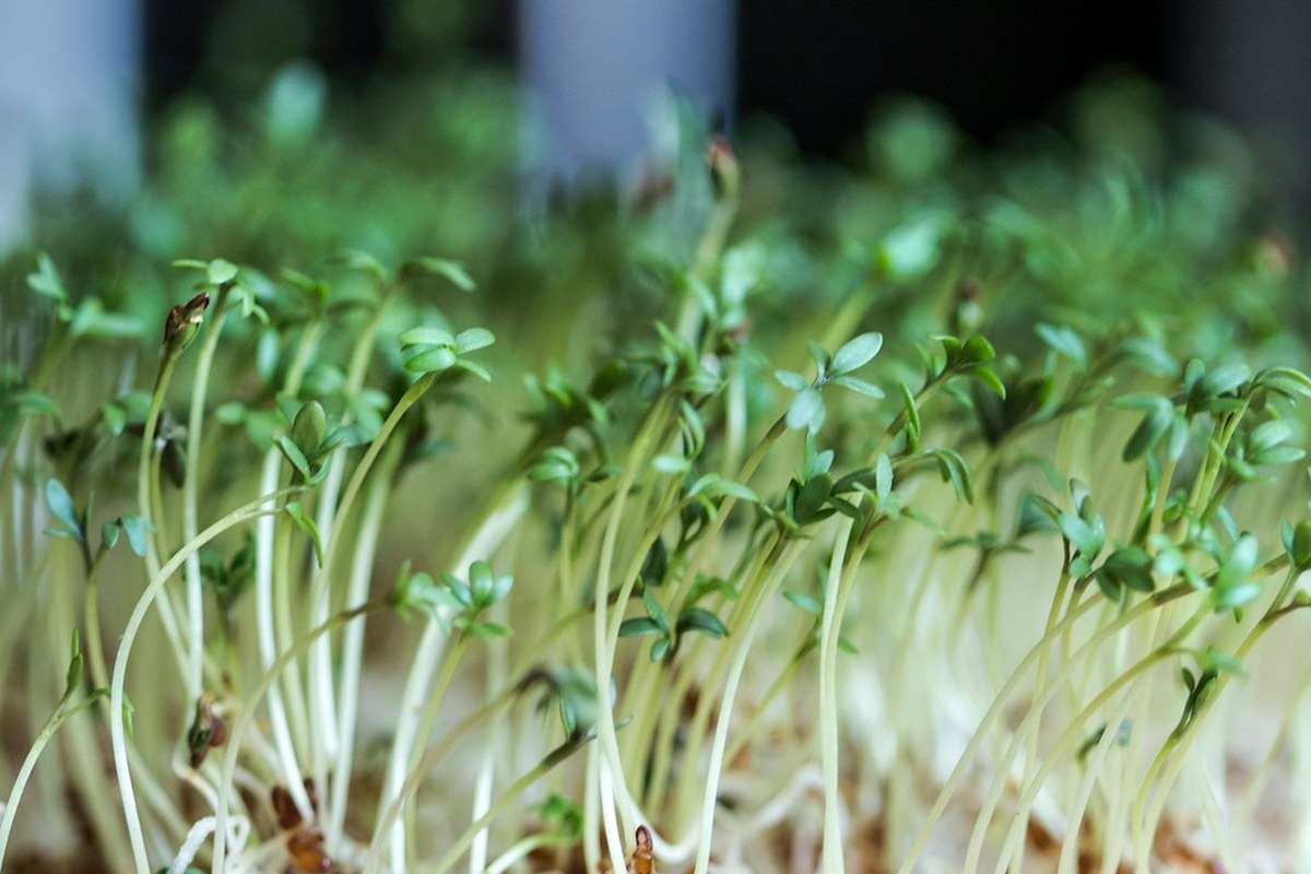 🌿봄철 보약 미나리: 간 해독부터 면역력까지! 효능, 부작용, 보관법 총정리 - 이미지 3