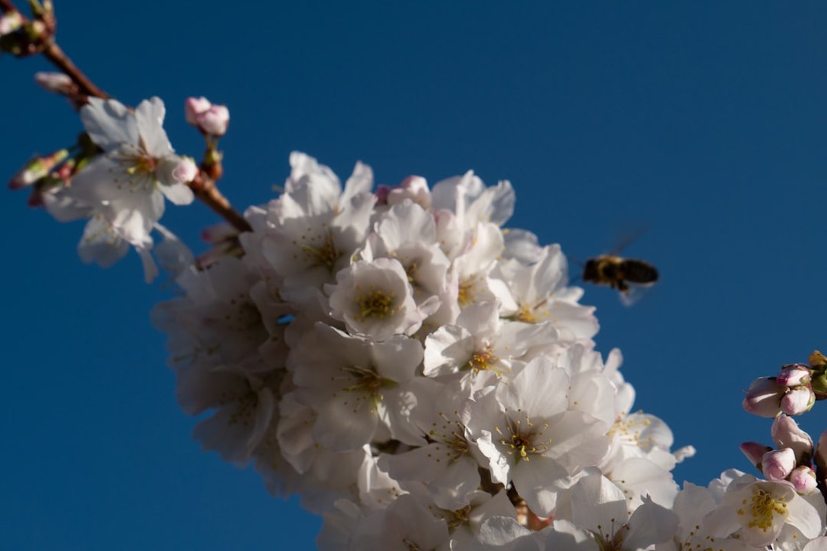 ⚠️ 말벌 쏘임, 생명 위협하는 아나필락시스 쇼크! 증상과 응급처치법 💡 - 이미지 4