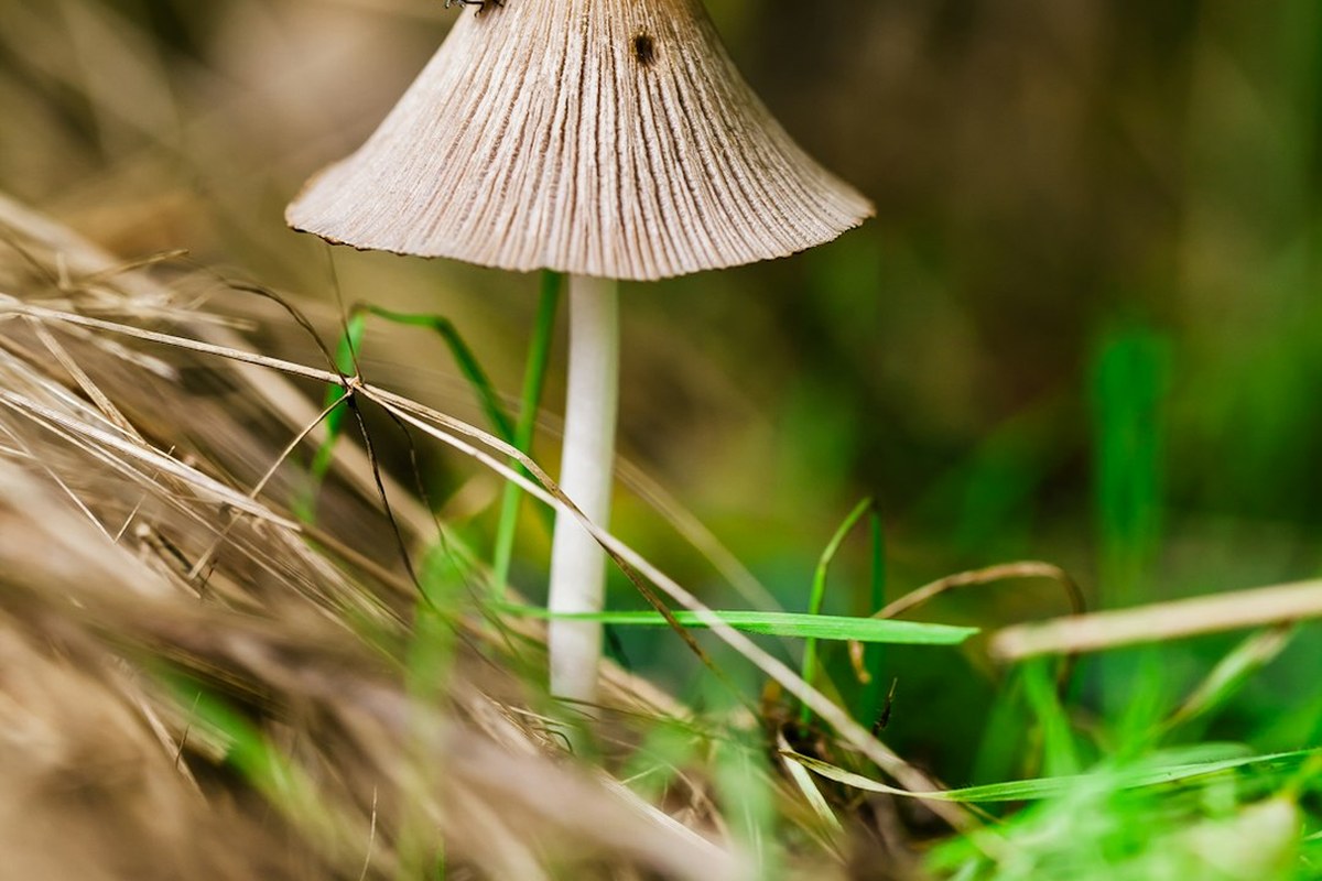 “지방 쌓이는 것 막는다” 꽃처럼 생긴 ‘토종 버섯’의 정체 - 이미지 4