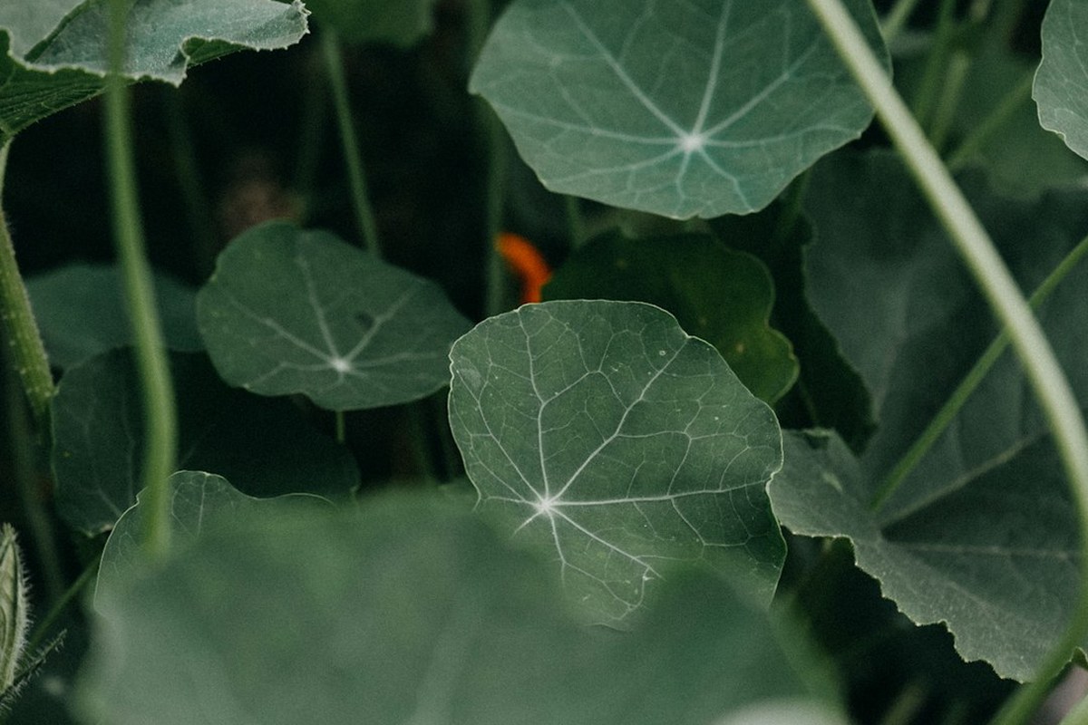 🌿봄철 보약 미나리: 간 해독부터 면역력까지! 효능, 부작용, 보관법 총정리 - 이미지 4