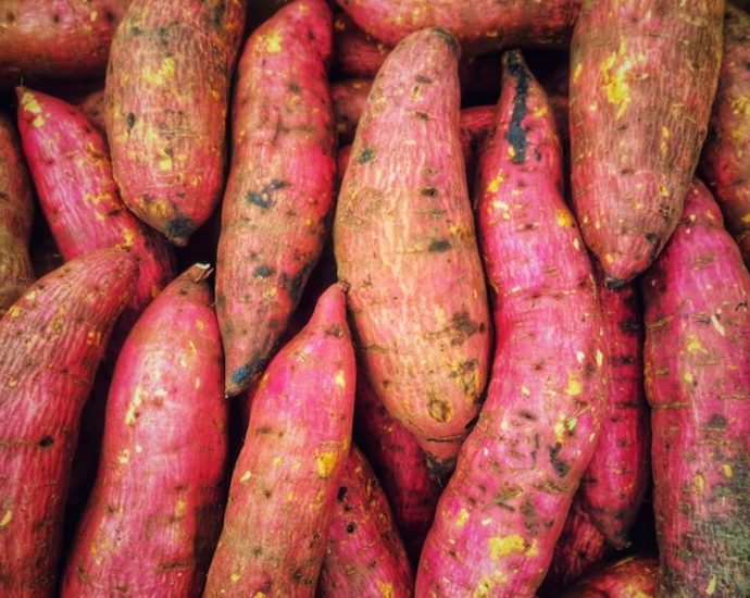 🍠고구마, 혈당 걱정 없이 건강하게 즐기는 법! 조리법부터 섭취량까지 완벽 가이드 ✅