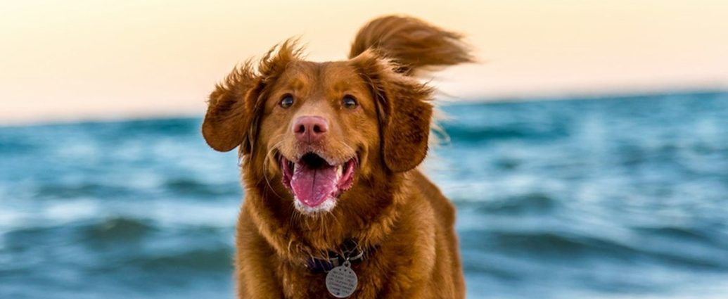 “우리 개 왜 이렇게 예민할까”… 골든리트리버 1300마리 연구서 밝혀진 ‘유전자’