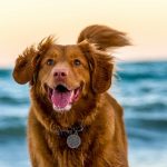 “우리 개 왜 이렇게 예민할까”… 골든리트리버 1300마리 연구서 밝혀진 ‘유전자’