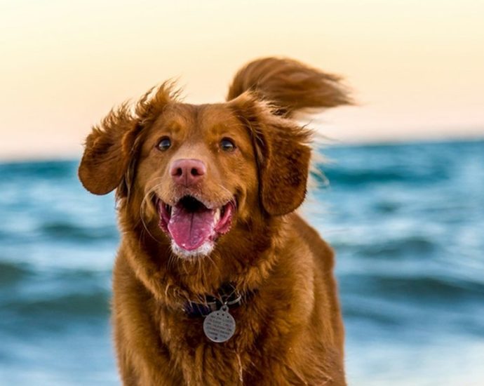 “우리 개 왜 이렇게 예민할까”… 골든리트리버 1300마리 연구서 밝혀진 ‘유전자’