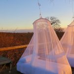 사람 가장 많이 죽이는 동물 1·2위 모기·뱀…3위가 ‘개’?