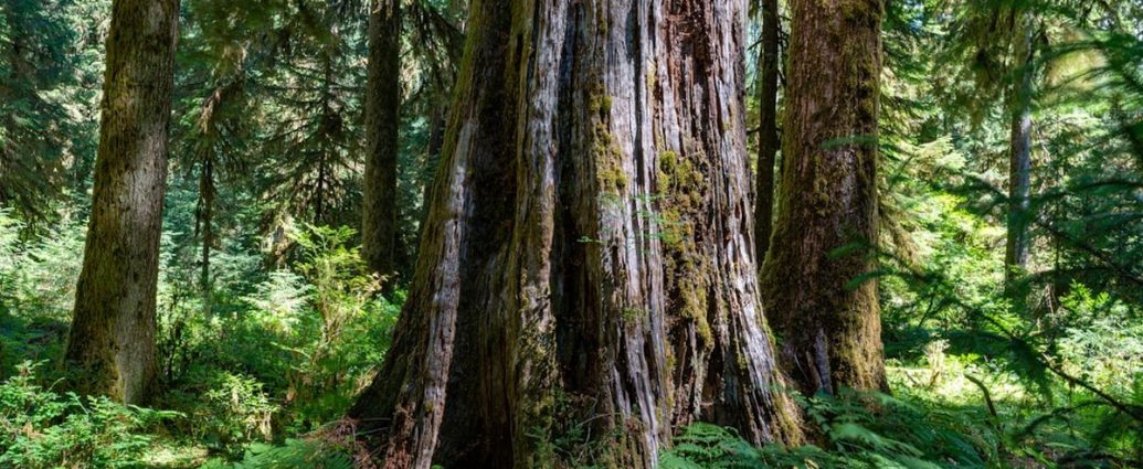 '노화 늦추는 단백질 찾았다'…KAIST 연구진, RNASEK 역할 규명