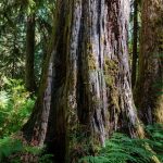 '노화 늦추는 단백질 찾았다'…KAIST 연구진, RNASEK 역할 규명