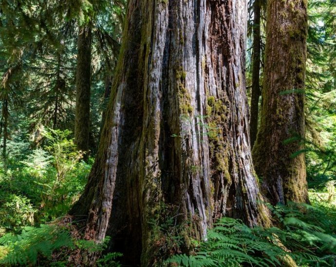 '노화 늦추는 단백질 찾았다'…KAIST 연구진, RNASEK 역할 규명