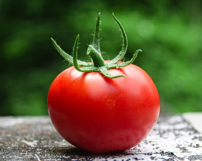 “토마토 많이 먹어야겠네!”…‘이 성분’ 잇몸병 위험 낮춘다고?