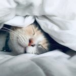 🛌 취침 전 성관계, 숙면 부르는 '천연 수면제' 효과? 여성에게 더 강력! 💡