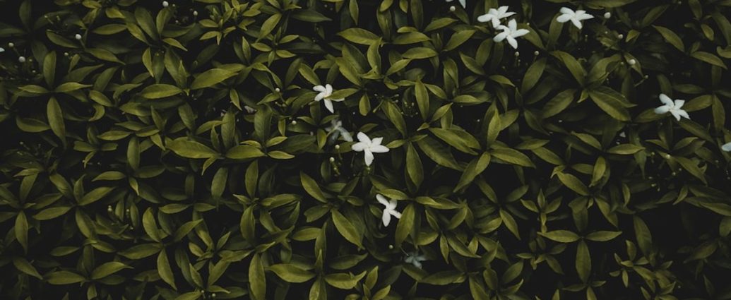 봄동비빔밥 열풍에 식약처도 등판…“잔류농약·중금속 검사한다”