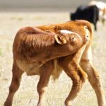 식후 산책은 귀찮고, 당뇨는 걱정? 앉아서 ‘이것’만 해도 혈당 감소