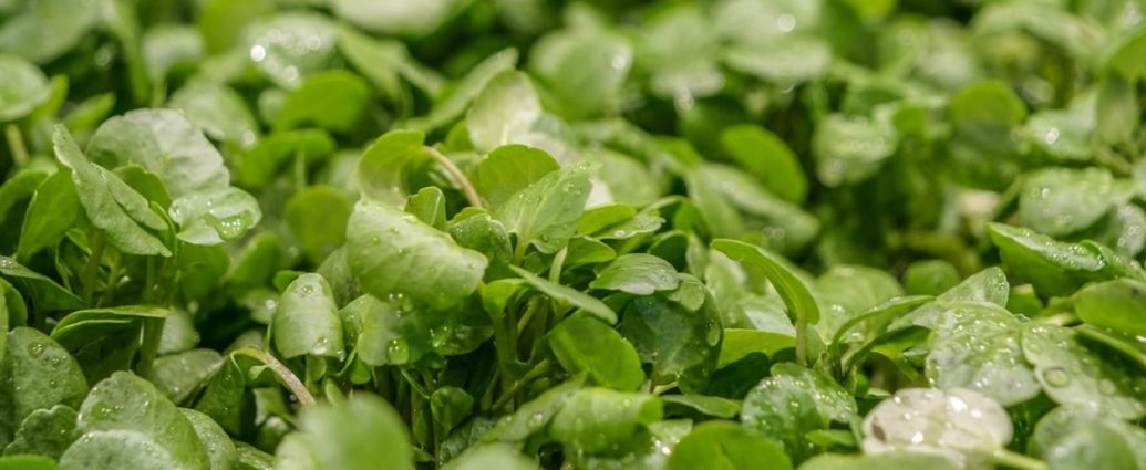 🌿봄철 보약 미나리: 간 해독부터 면역력까지! 효능, 부작용, 보관법 총정리