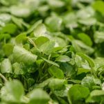 🌿봄철 보약 미나리: 간 해독부터 면역력까지! 효능, 부작용, 보관법 총정리