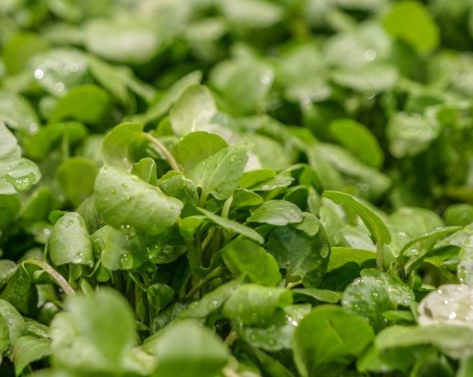 🌿봄철 보약 미나리: 간 해독부터 면역력까지! 효능, 부작용, 보관법 총정리