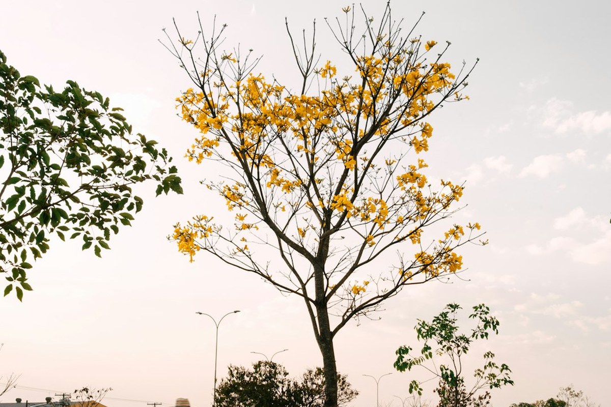 🌸봄철 목 건강 비상! 쓴맛 없는 필름형 프로폴리스로 환절기 면역력 UP! ✅ - 이미지 1