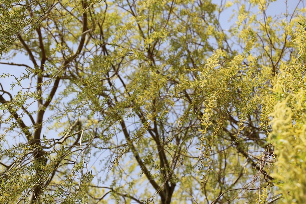 🌸 봄철 비염, 방치하면 천식까지? 소아 얼굴형 변화까지 유발하는 위험성 ✅ - 이미지 1