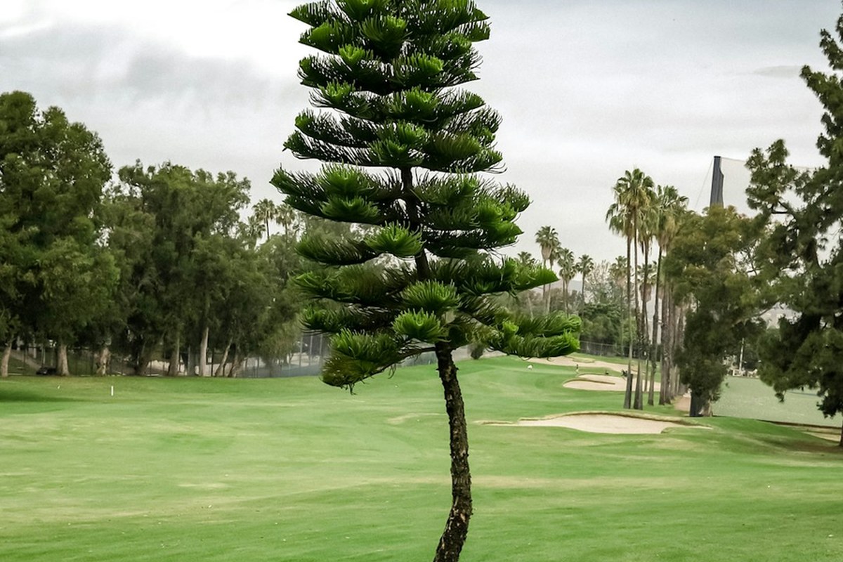 🏌️‍♀️ 파크골프 전성시대: 남녀노소 누구나 즐기는 '뺄셈의 미학' ⛳ - 이미지 1