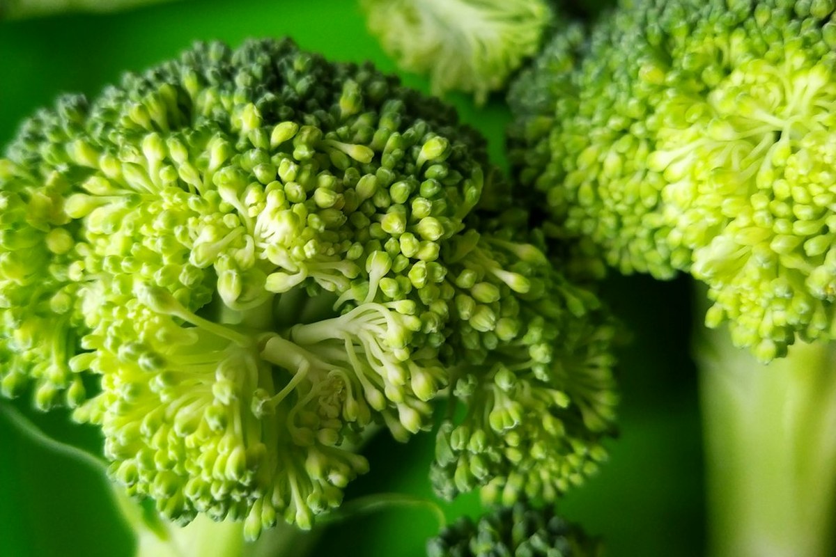 🥦 혈당 잡는 슈퍼푸드, 브로콜리! 염증·암세포까지 줄이는 비밀은? 💡 - 이미지 1