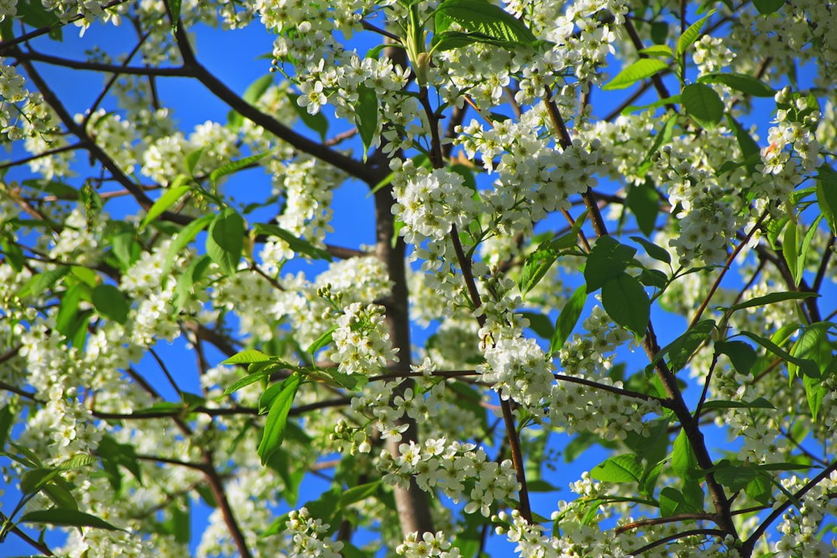 🌸 봄철 돌연사 주의보: '몸속 시한폭탄' 대동맥박리, 증상과 예방법 완벽 정리 ✅ - 이미지 2