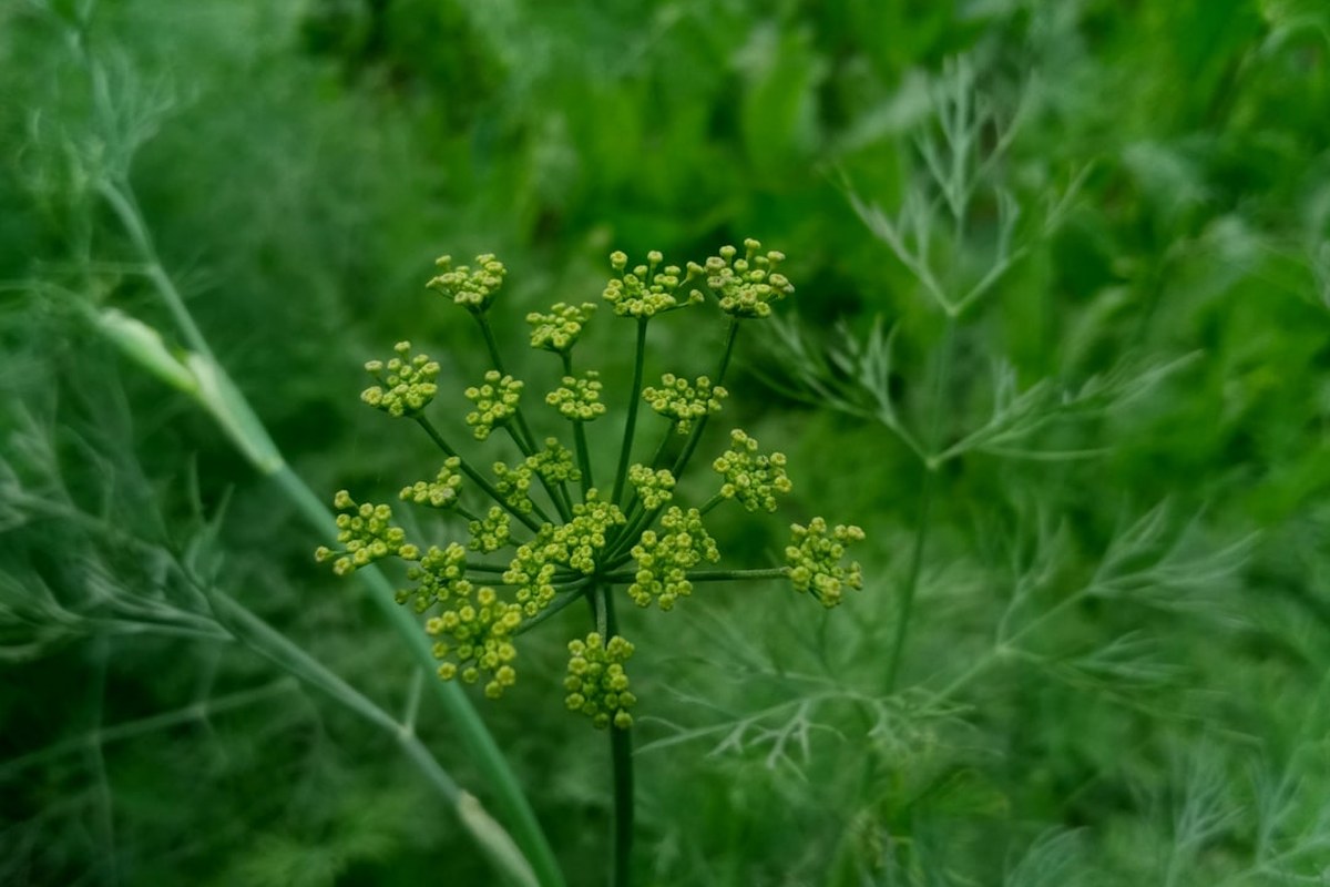 🌿 회향, 신진대사 UP! 내과 의사가 추천하는 슈퍼 채소의 비밀 💡 - 이미지 3