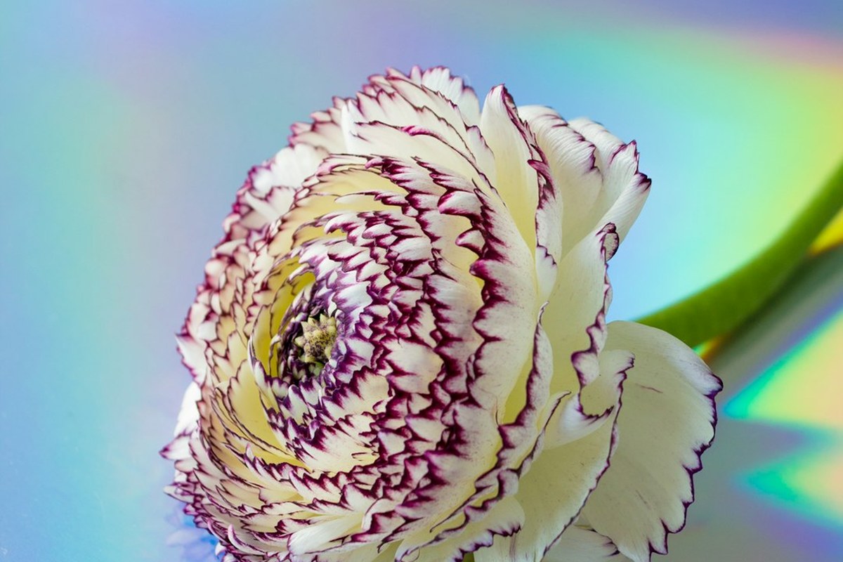 🌸봄철 목 건강 비상! 쓴맛 없는 필름형 프로폴리스로 환절기 면역력 UP! ✅ - 이미지 3