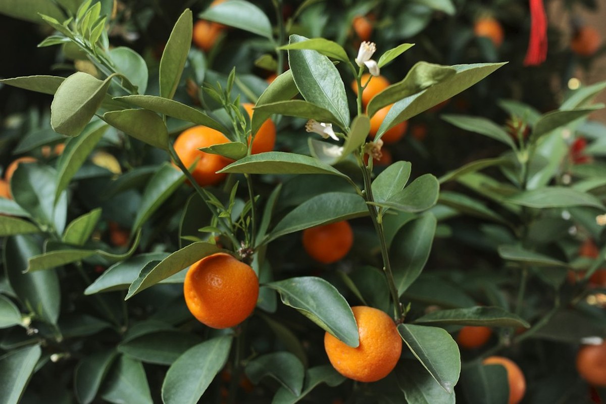 🍊 면역력 UP! 배우 이미도 추천 '금귤'의 놀라운 효능과 섭취법 ✅ - 이미지 3