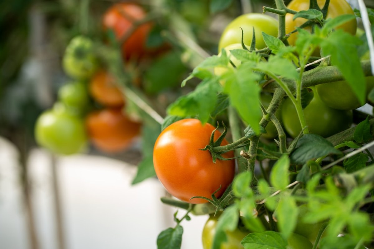 🍅 토마토 보관법: 꼭지 떼면 상해요? 신선함 2배 올리는 '꿀팁' 대공개! ✅ - 이미지 3