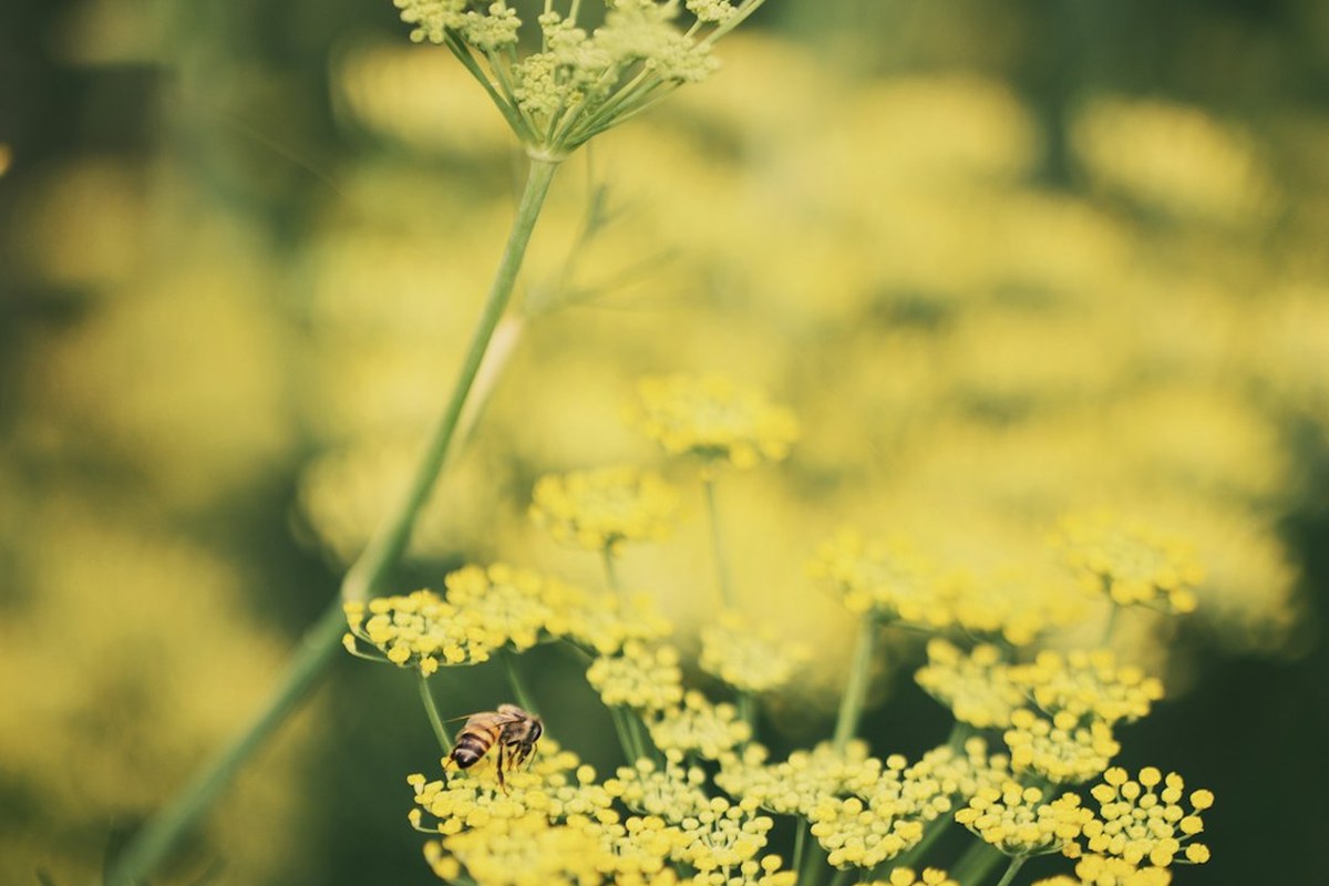 🌿 회향, 신진대사 UP! 내과 의사가 추천하는 슈퍼 채소의 비밀 💡 - 이미지 4