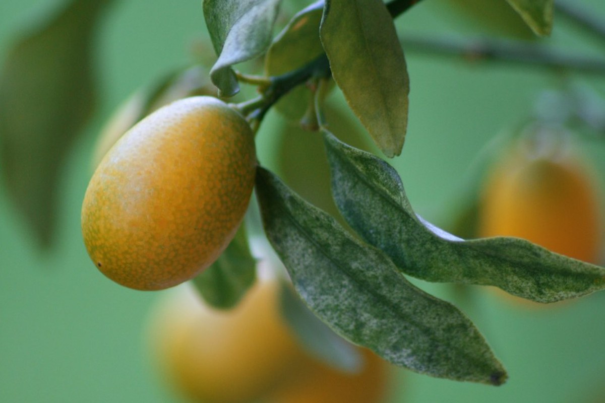 🍊 면역력 UP! 배우 이미도 추천 '금귤'의 놀라운 효능과 섭취법 ✅ - 이미지 4