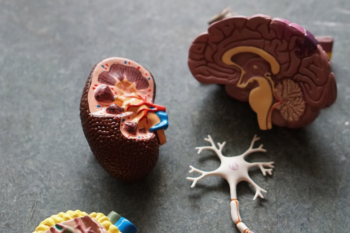 🚨 '침묵의 살인자' 만성 콩팥병, 한국 증가율 세계 1위! 🚨 조기 발견과 관리법은? - 이미지 4