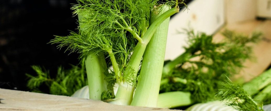 🌿 회향, 신진대사 UP! 내과 의사가 추천하는 슈퍼 채소의 비밀 💡