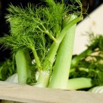 🌿 회향, 신진대사 UP! 내과 의사가 추천하는 슈퍼 채소의 비밀 💡