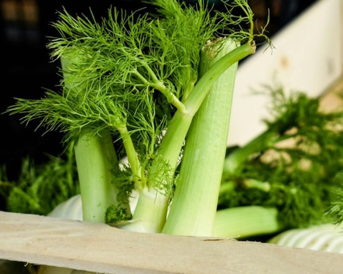 🌿 회향, 신진대사 UP! 내과 의사가 추천하는 슈퍼 채소의 비밀 💡