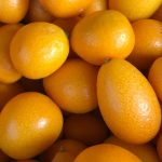 🍊 면역력 UP! 배우 이미도 추천 '금귤'의 놀라운 효능과 섭취법 ✅