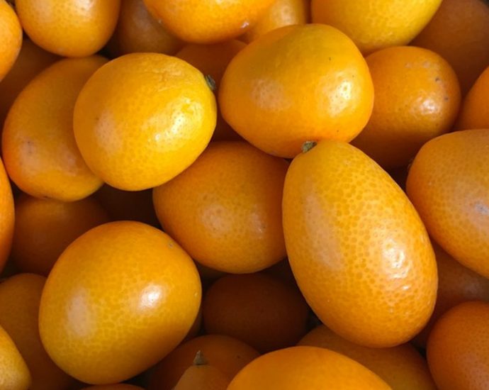 🍊 면역력 UP! 배우 이미도 추천 '금귤'의 놀라운 효능과 섭취법 ✅
