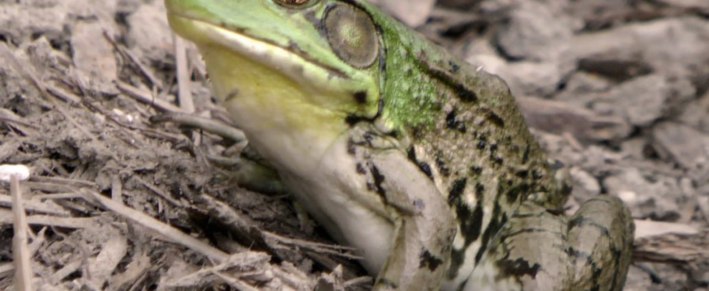 🚨 피부 멍울, 피지낭종? 지방종? 골종? 헷갈리는 혹 구별법과 현명한 치료법 ✅