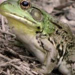 🚨 피부 멍울, 피지낭종? 지방종? 골종? 헷갈리는 혹 구별법과 현명한 치료법 ✅