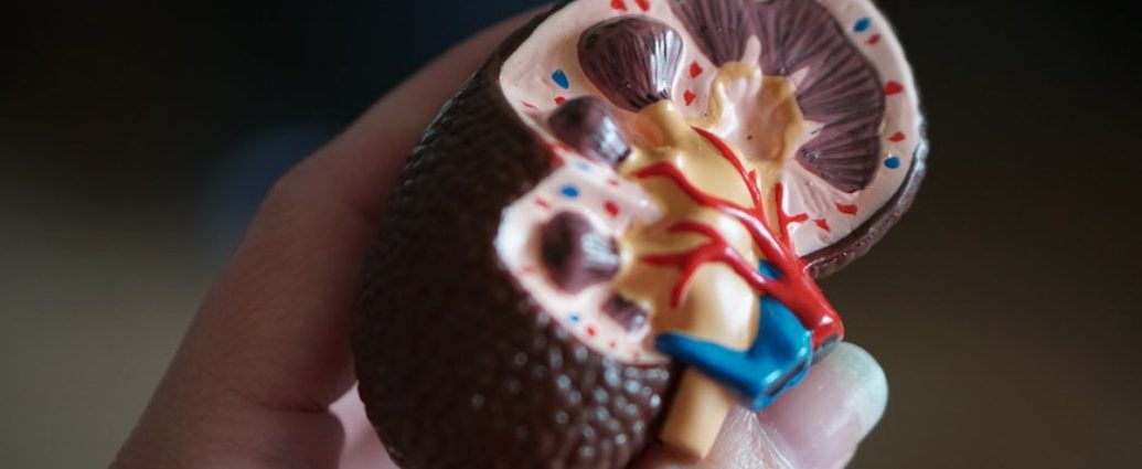 ✅ 혈액형 달라 괜찮아! 신장 이식, 희망을 잇는 '탈감작 요법'의 놀라운 진화 💡