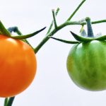 🍅 토마토 보관법: 꼭지 떼면 상해요? 신선함 2배 올리는 '꿀팁' 대공개! ✅