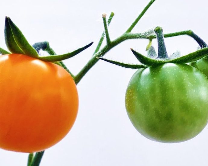 🍅 토마토 보관법: 꼭지 떼면 상해요? 신선함 2배 올리는 '꿀팁' 대공개! ✅