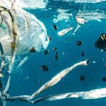 💡 플라스틱 속 숨은 위험: 프탈레이트, 전 세계 조산의 '숨은 주범'일까? ⚠️