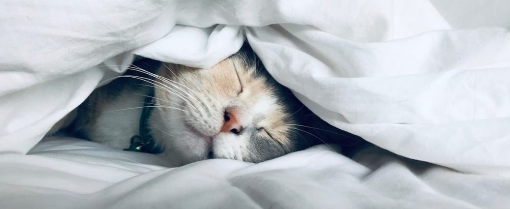 😴 5시간 수면, 치매 위험 3배↑! 숙면으로 건강 지키는 비법 공개 ✅