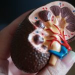 🚨 '침묵의 살인자' 만성 콩팥병, 한국 증가율 세계 1위! 🚨 조기 발견과 관리법은?